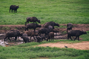 A herd of African buffalos at a watering hole in Taita Hills Wildlife Sanctuary, Kenya