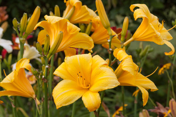 yellow group daylily