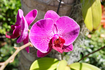 Naklejka na ściany i meble Purple Orchid flower