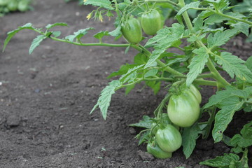 green tomatoes growing in the garden