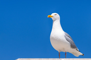 The wise seagull looks proudly