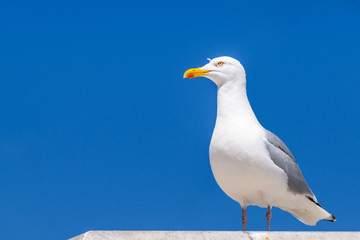 seagull on blue sky background