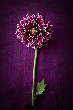 Pink-Purple chrysanthemum