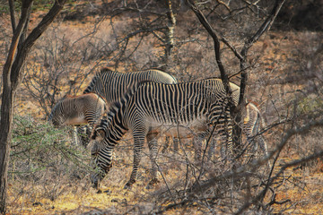 A herd of zebras at Samburu National Reserve, Kenya