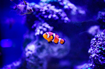 Wonderful and beautiful underwater world with corals and tropical fish.