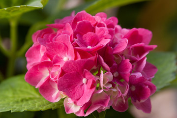 Fototapeta premium pink hydrangea
