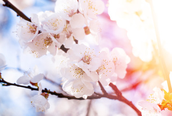 Apricot blooming in the garden. Beautiful spring seasonal background good for greeting card, wedding invitation, web.