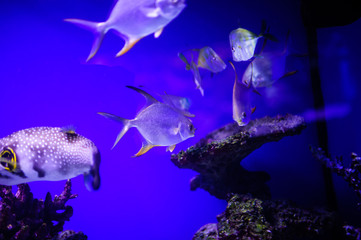 Wonderful and beautiful underwater world with corals and tropical fish.