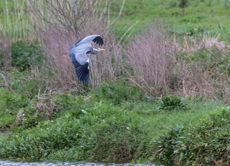 the majestic flight of the Great Gray Heron