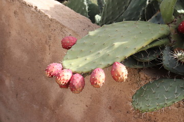 prickly pear cactus in desert, fruit cactus Moroccan at Tree Cactus Natural