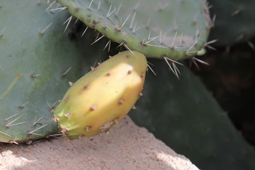 prickly pear cactus in desert, fruit cactus Moroccan at Tree Cactus Natural