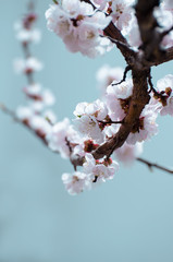 Apricot blooming in the garden. Beautiful spring seasonal background good for greeting card, wedding invitation, web.