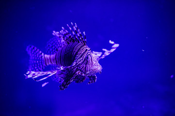 Wonderful and beautiful underwater world with corals and tropical fish.