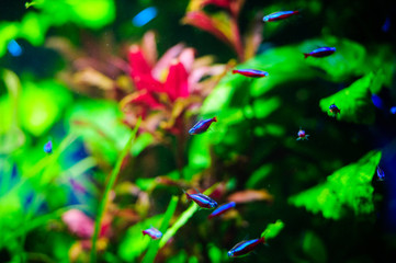 Wonderful and beautiful underwater world with corals and tropical fish.