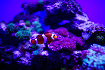 Wonderful and beautiful underwater world with corals and tropical fish.