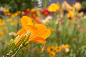 yellow daylily profile