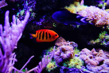 Wonderful and beautiful underwater world with corals and tropical fish.