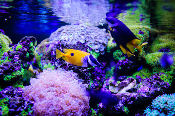 Wonderful and beautiful underwater world with corals and tropical fish.