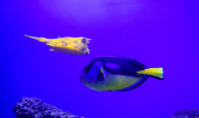 Wonderful and beautiful underwater world with corals and tropical fish.