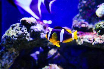 Fototapeta na wymiar Wonderful and beautiful underwater world with corals and tropical fish.