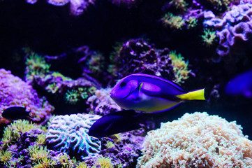 Wonderful and beautiful underwater world with corals and tropical fish.