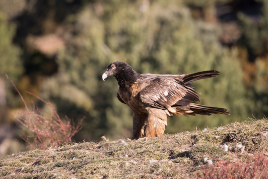 Junger freigestellter Bartgeier in der Jugendf&auml;rbung sitzt in der Seitenansicht auf einem Hochplateau