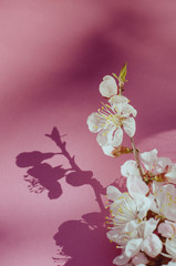 Fototapeta premium White apricot flowers on a pink background. Annual New Year.