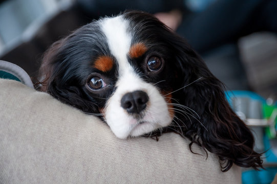 Close up of Cavalier King Charles spaniel