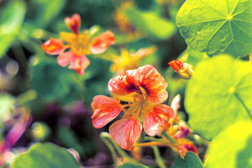 Soft colorful image of nasturtium flower