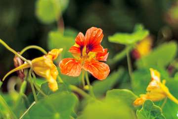 Soft colorful image of nasturtium flower