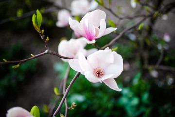 Beautiful flowering, blooming tree - beautiful blossomed magnolia flower branch in spring