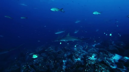 Group of hammerhead shark swims underwater Pacific Ocean.