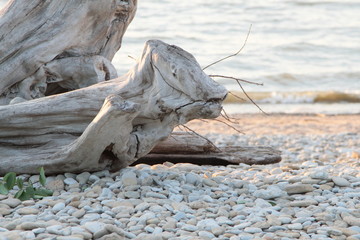 The sea has beached trees. Looks like a lizard dragon.