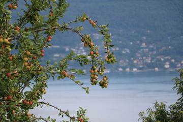 Apple tree with many apples,  Italy