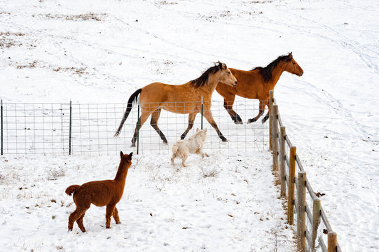 Horses running with dog and alpaca on farm during winter