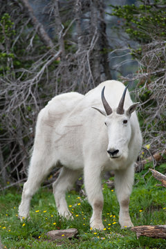 Mountain goat standing in grassy field