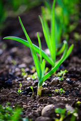 green onions growing in the garden