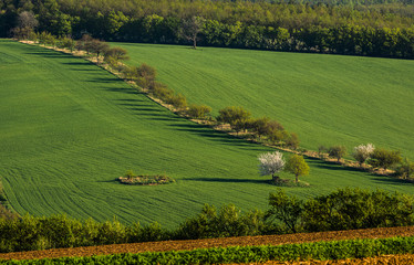 Moravian Tuscany in spring