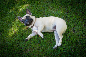 French bulldog lying on grassy field
