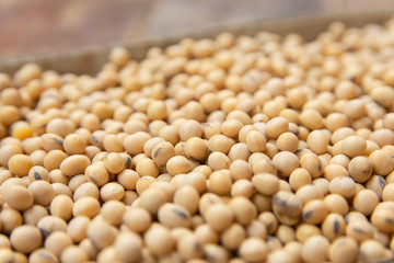 close up soybean pattern as background