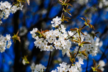 Spring Cherry blossoms
