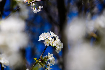 Spring Cherry blossoms