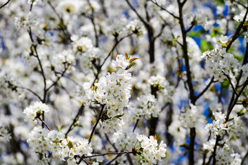 Spring Cherry blossoms