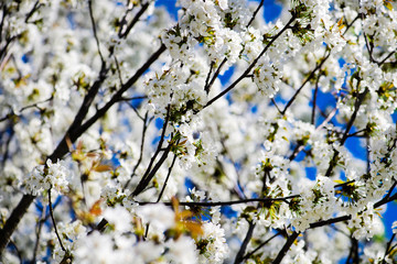 Spring Cherry blossoms