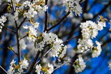 Spring Cherry blossoms