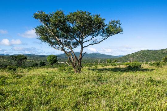 View of acacia tree in Zululand during summer