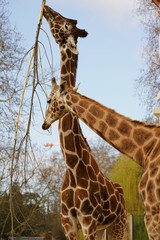 Giraffes at the zoo in Antwerp, Belgium.