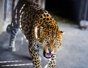 Portrait of a beautiful leopard
