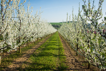 Fototapeta na wymiar Spring in south moravia