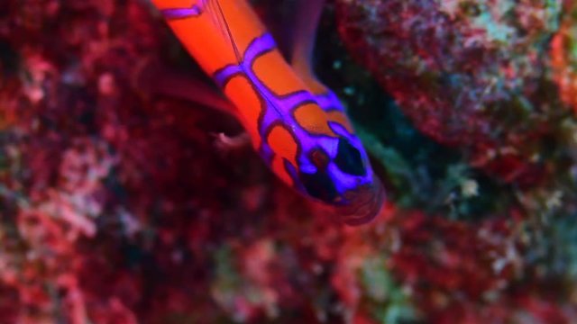 Blue banded goby fish